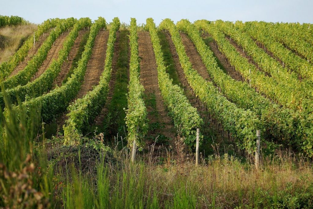 visiter-tours-vignobles-loire