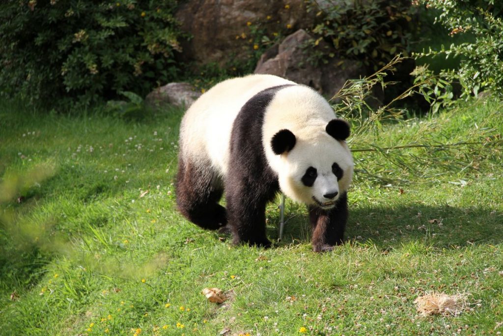 visiter-tours-zoo-de-beauval