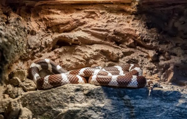 vivarium-museum-histoire-naturelle-nantes