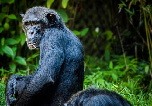 Chimpanzés de la Vallée des Singes à Poitiers