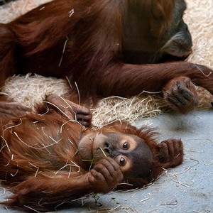 Bonobos de la Vallée des Singes à Poitiers