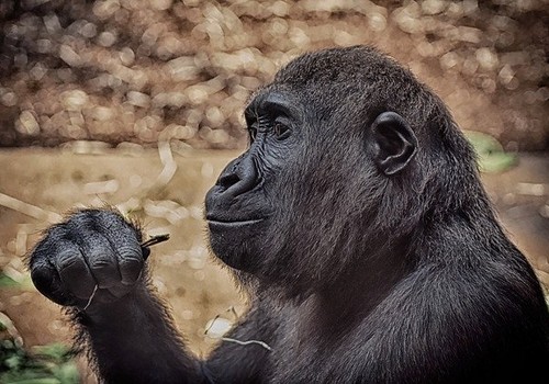 Gorille de la Vallée des Singes à Poitiers