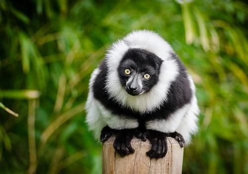 Lémuriens de la Vallée des Singes à Poitiers