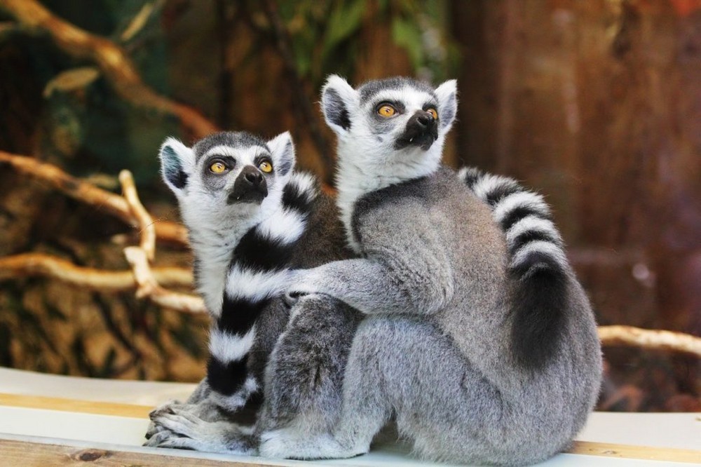 Lémuriens de la Vallée des Singes à Poitiers