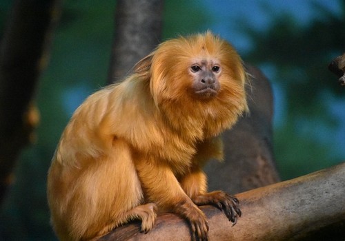 Tamarin-lion doré de la Vallée des Singes à Poitiers