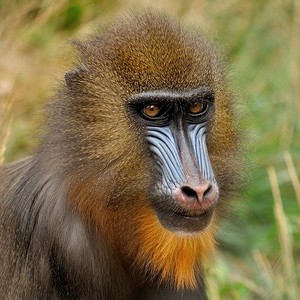 Mandrill de la Vallée des Singes à Poitiers